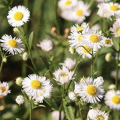 Common Fleabane