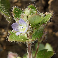 Ivy-Leaved Speedwell