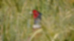 Pheasant hiding in the crops