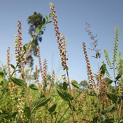 Wood Sage