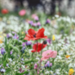 Wildflower Meadow