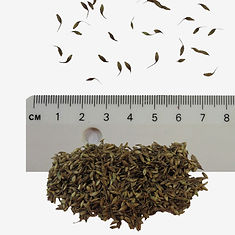 Wood Avens seeds