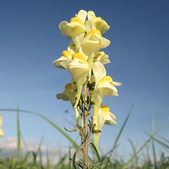 Toadflax