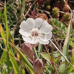 Sea Campion