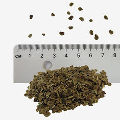 Yellow Rattle seeds