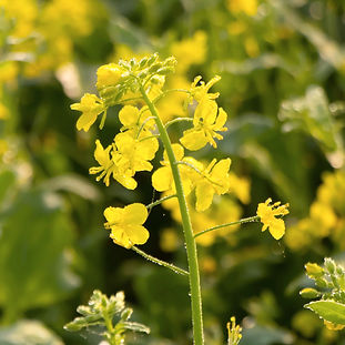 Mustard flowering
