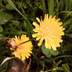Autumn Hawkbit