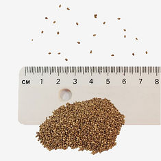 Dog Violet seeds