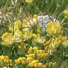 Kidney Vetch