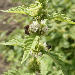 Gypsywort