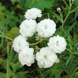 Sneezewort The Pearl