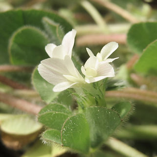 Subterranean Clover flowering