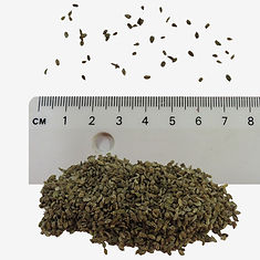 Wild Carrot seeds