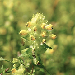 Yellow Rattle
