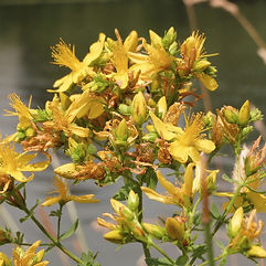 Common St Johns Wort