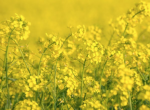 A Mustard Field