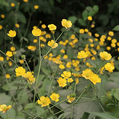 Bulbous Buttercup