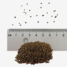 Ivy Leaved Speedwell seeds