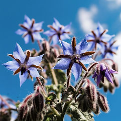 Borage