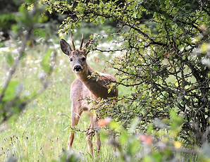 Deer hiding in a hedge