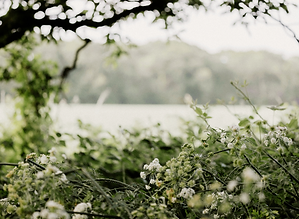 A green hedgerow