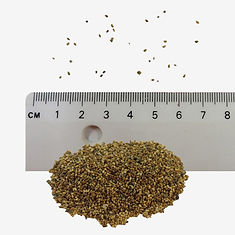 Field Pansy seeds