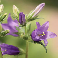 Nettle-Leaved Bellflower