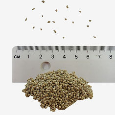 Sweet Violet seeds
