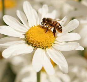 Bee on an Oxeye Daisy