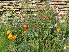 Ellen's non-native flower mix