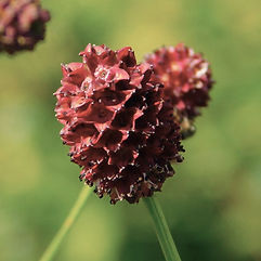 Great Burnet