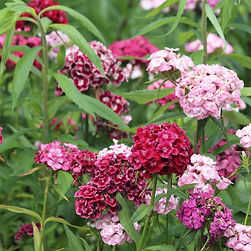 Sweet William Dwarf Pinocchio Mix