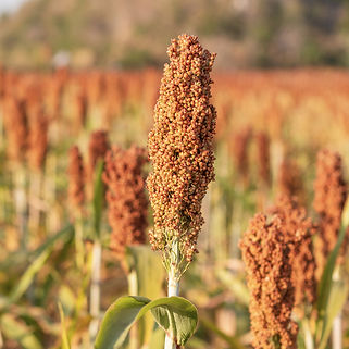 A field of Red Millet