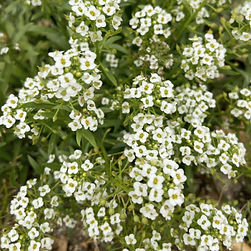 Alyssum White