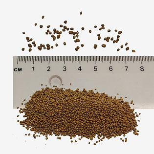 Yellow Trefoil seeds