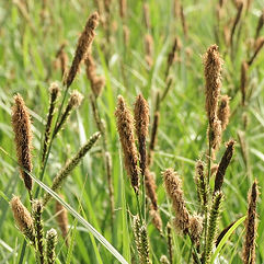 Lesser Pond Sedge