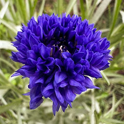 Cornflower Blue Boy