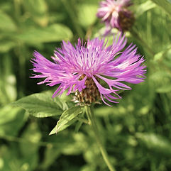 Greater Knapweed