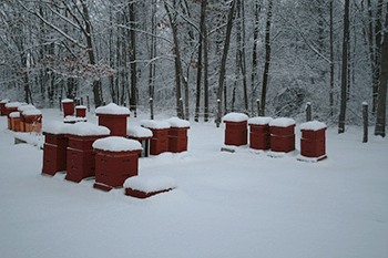 Bee yard covered in snow.