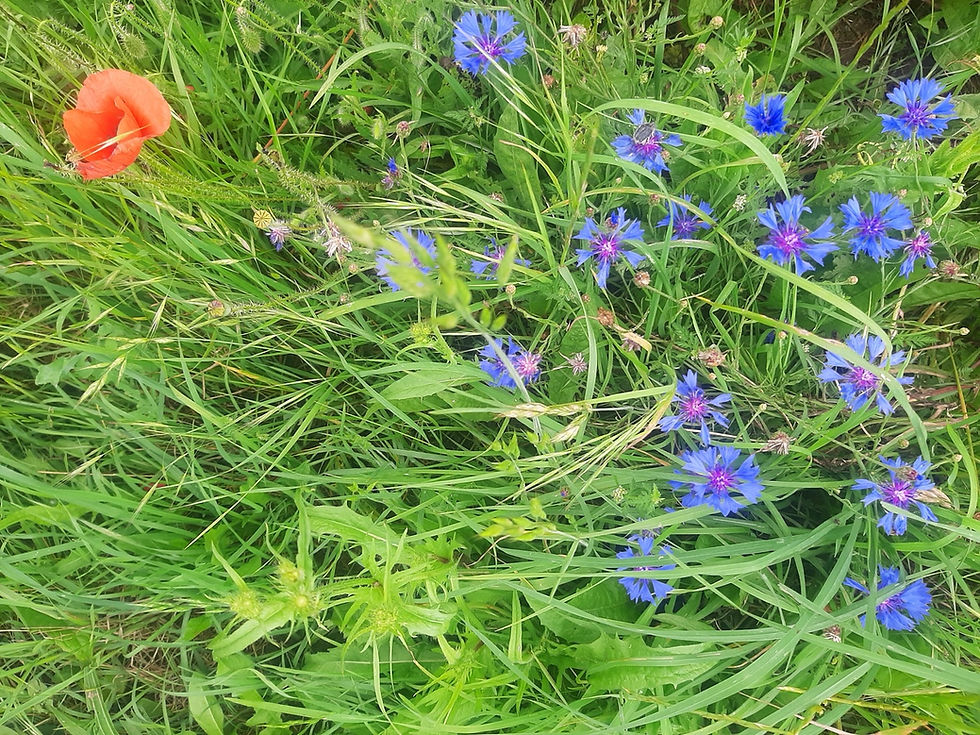 Bleuets se groupant pour faire une fleur à un coquelicot