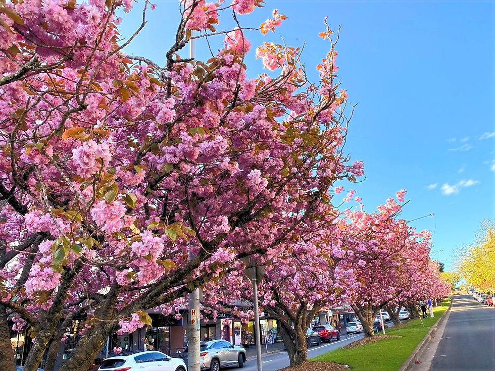 섬네일: [실속] 블루마운틴+페더데일 동물원 그룹투어