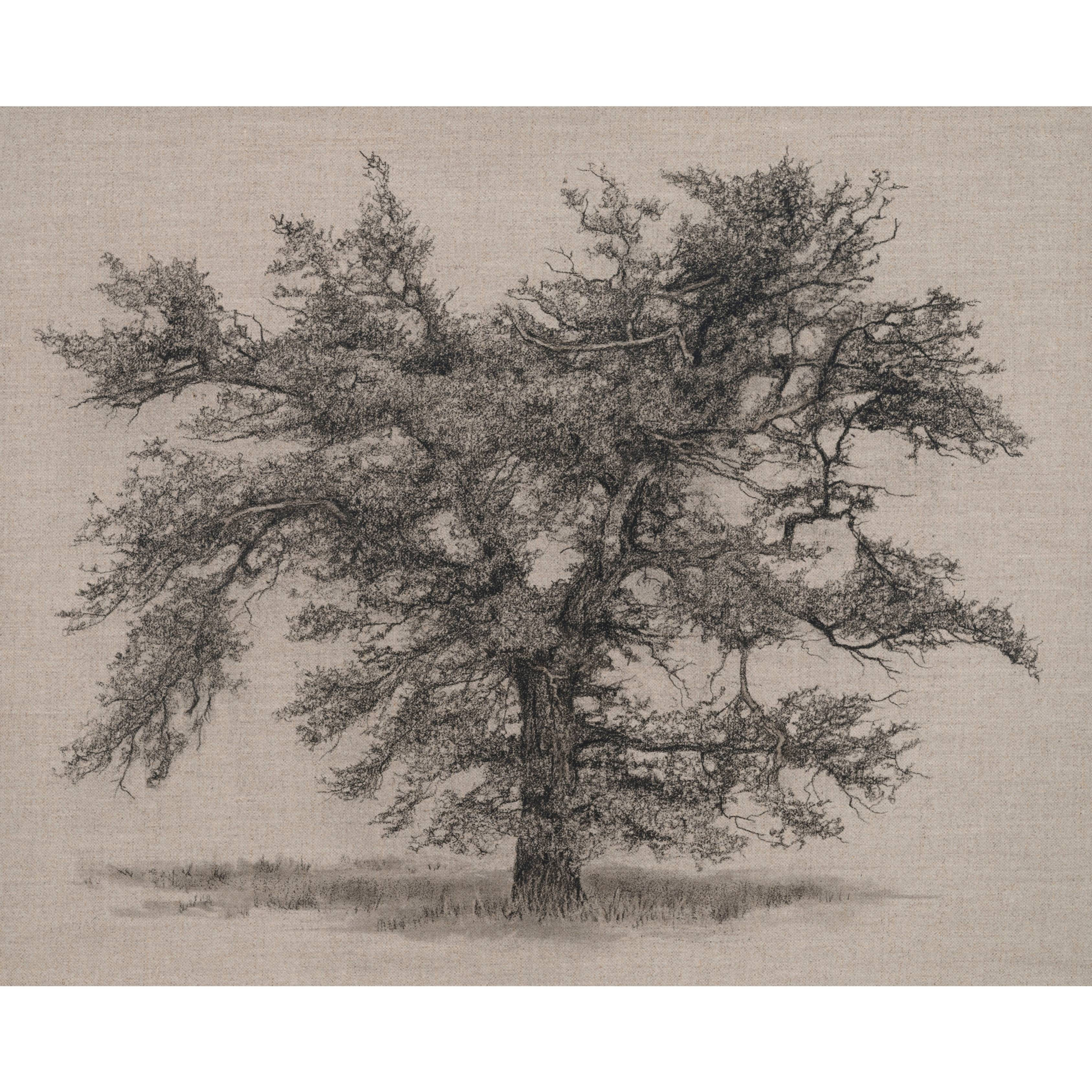 Clare Duguid Oak of Forgotten Tales