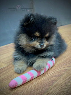 Chemo x Aria Past Litter