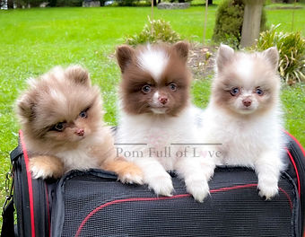 Lexus Puppies.JPG