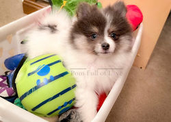 Baby Shelby