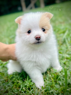 Chemo x Shelby Past Litter