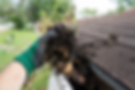 gutter cleaning 2.png