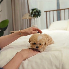 WhatsApp Image 2022-10-11 at 14.31.28.jpeg