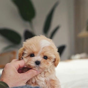 WhatsApp Image 2022-10-11 at 14.31.27.jpeg