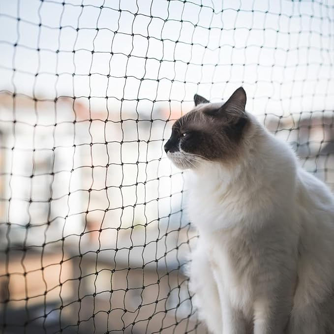 Kedi Filesi